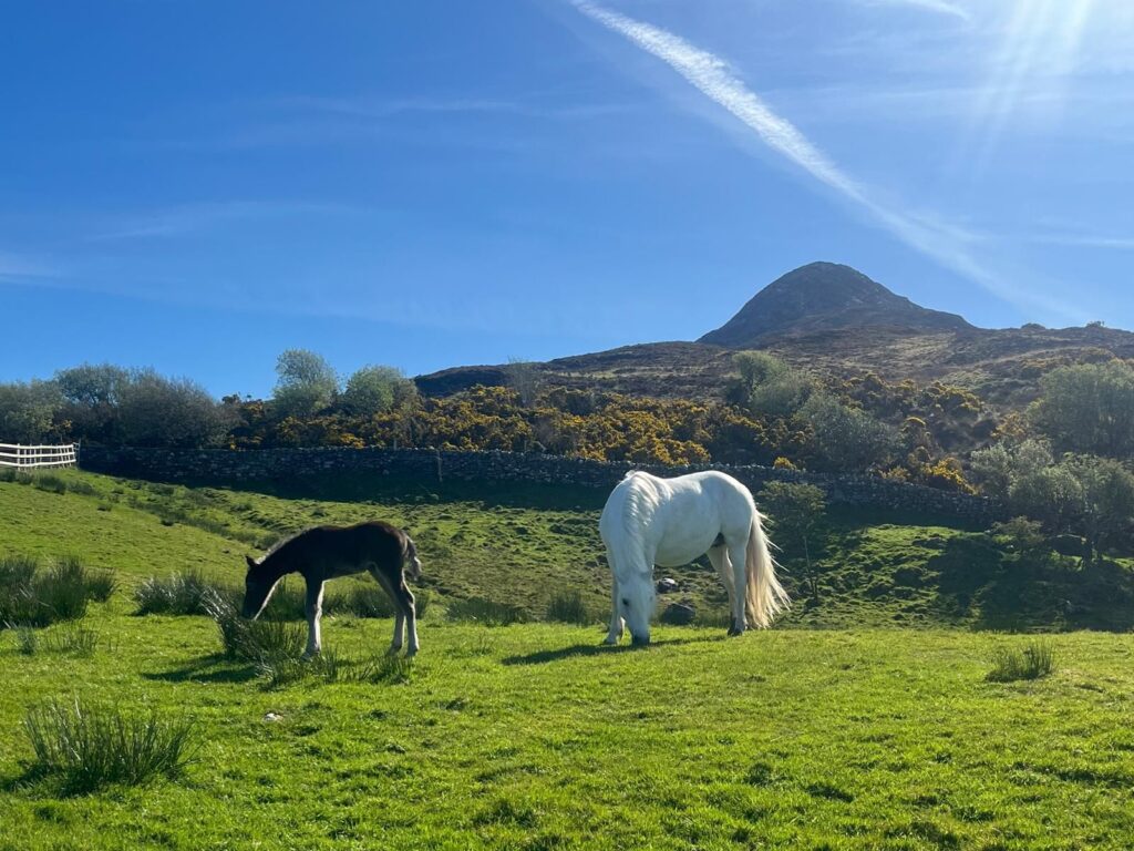 Conamara Bog Week