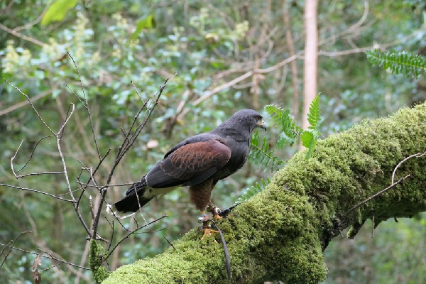 falconry galway hawk walk
