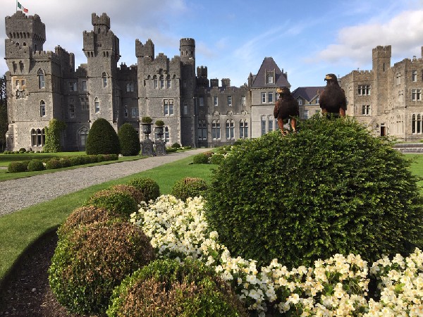falconry galway
