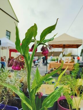 Kinvara Farmers Market