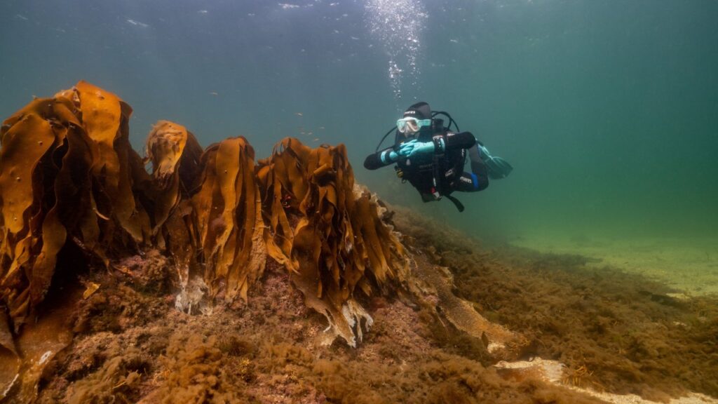 Atlantic dive centre