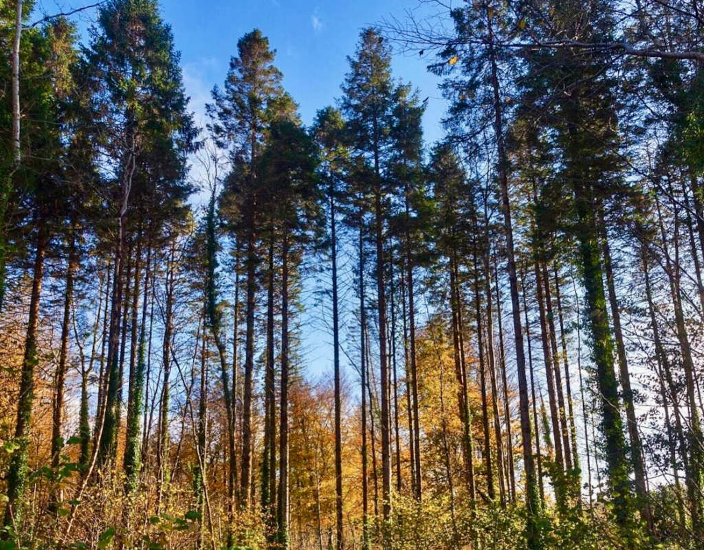 Rosscahill Woods