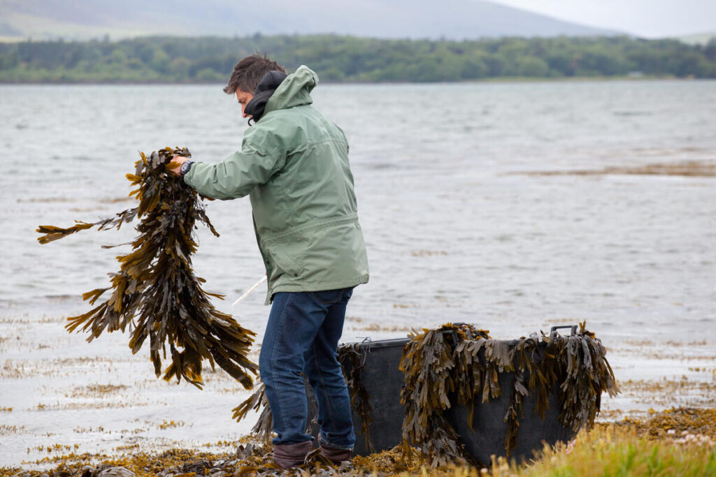 Seaweed Harvesting