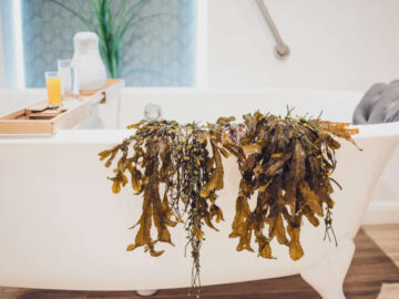 The Seaweed Centre