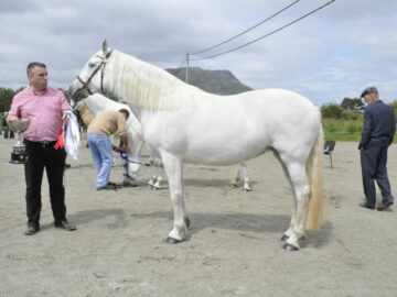 Maam Cross Connemara Pony Show